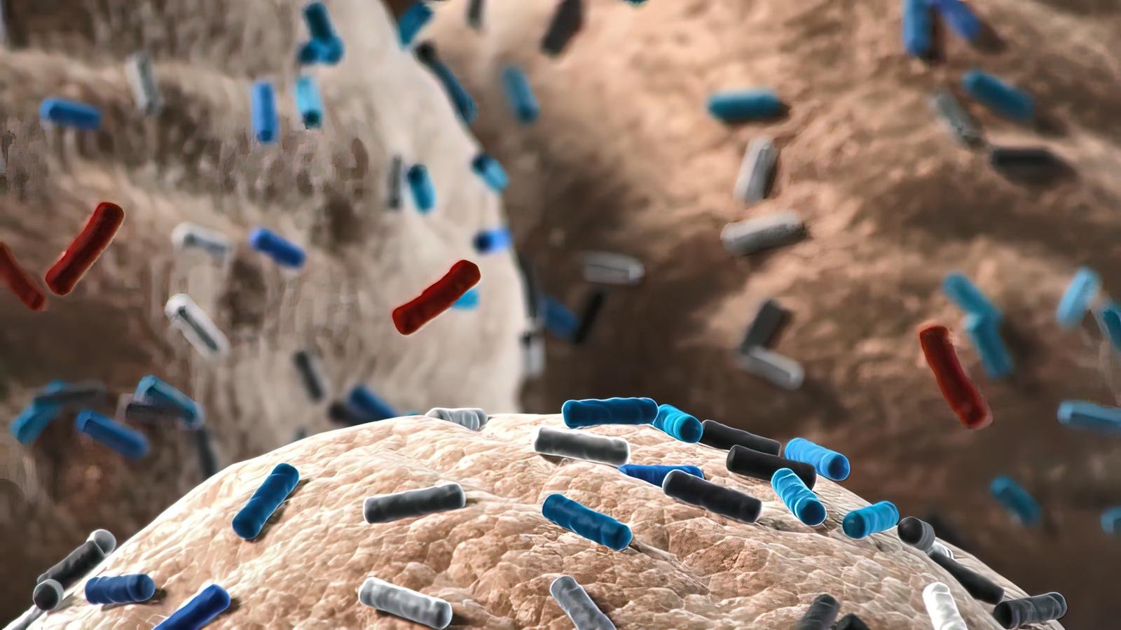 Microbiota